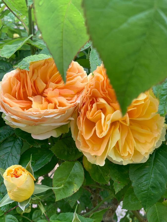 مبيت وإفطار Sainte-Suzanne  Cote Jardin المظهر الخارجي الصورة